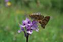 accoppiamento  di vanesse su orchis tridentata